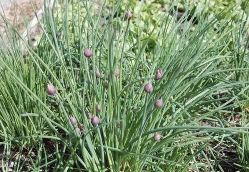  『值钱』在干旱的山地里，1种植物像“杂草”，被称为“野蒜”，根茎值钱