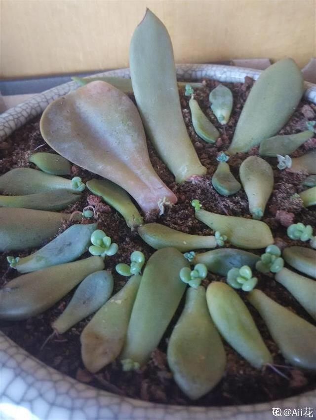  【成活率】多肉叶插时，换个姿势，成活率大大提高！