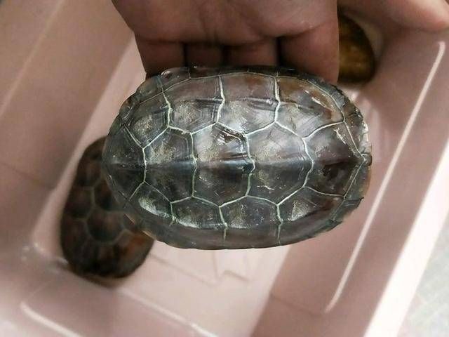 [去钓]我说怎么钓不到鱼呢，全被这些家伙吃完了，钓了三只不认识的乌龟