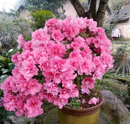  『别人』别人的杜鹃花总是开花爆盆？盛花期就摘“它”，开花爆盆不见叶