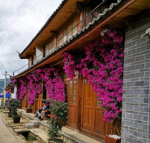  「催花」养三角梅我就服开挂区，不用催花，栽上不用管一样的能开花爆盆