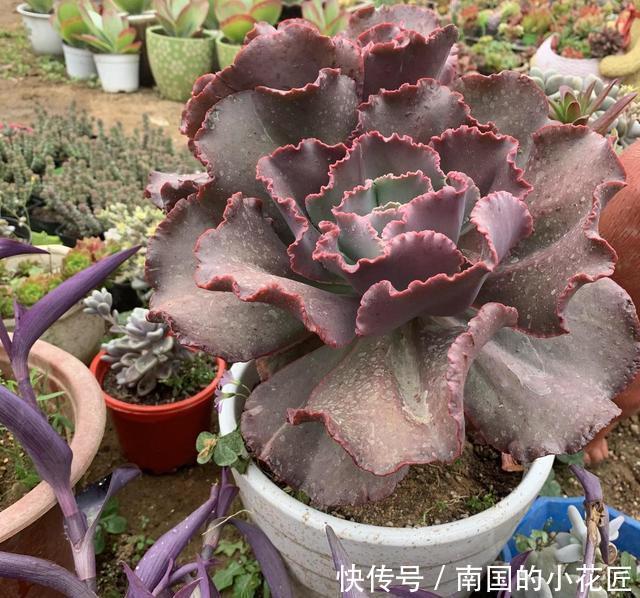  『女王』6年的女王花笠，长成“大波浪”，老桩拇指粗，成了镇宅宝贝