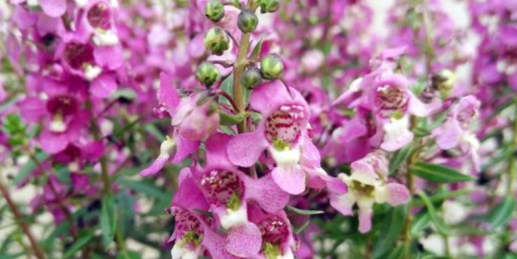  『长寿花』阳台最适养这5种花,好养又省心,阳台变花海,天天有花赏!