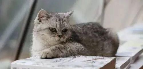  ＂p＂:＂1585729560＂猫咪肠胃不适怎么办？怎样正确使用猫咪益生菌