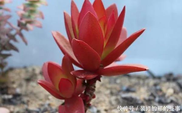 火祭|多肉火祭时不时变绿,当你知道这些原因后,保证它又能火起来