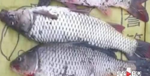  『锚鱼』鱼线上安装摄像头？这样钓鱼违法