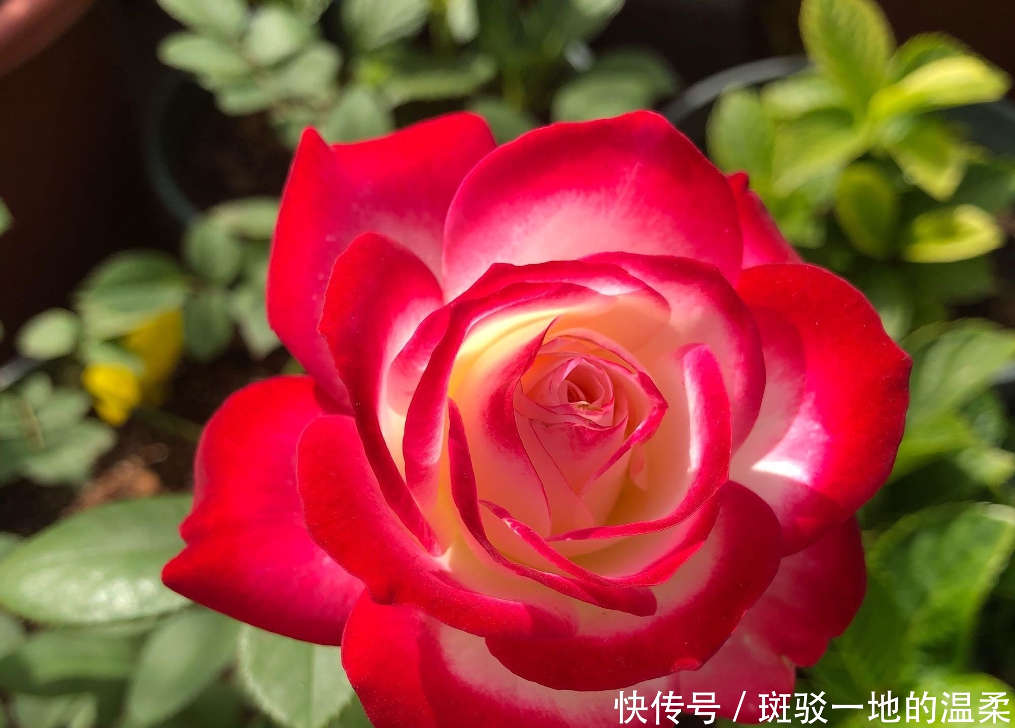  #值得#一年四季开花,美丽若玫瑰,好养易活,这款盆栽绿植,很值得栽培