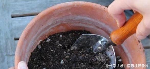 『情况下』养花种草换土该如何消毒杀菌?3个小方法,操作简单、减少虫害