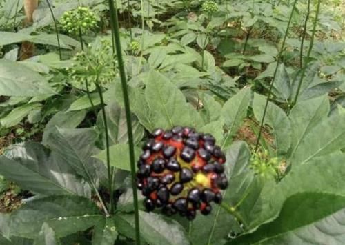  [竹节参]它的根茎像“人参”，开出暗紫色的花朵，人称“竹节参”，珍贵