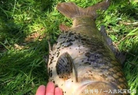 『厉害』钓鱼比蚯蚓厉害万倍饵料:入水鲫鲤疯咬不断,整条河鱼闻味被吸引