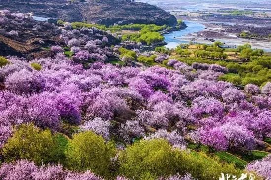 2019年，去林芝看桃花！
