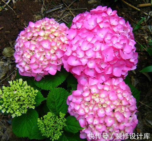 #虎皮#绣球扦插、虎皮兰分株,这两件事开春必做,再磨叽就晚了