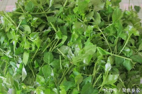 农村这种野草，炖鱼汤经常用到，功能齐全价格高达240元