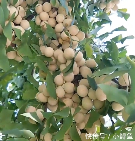 农村别的果子都被摘了，唯独它烂到树上，都没人摘，网友：不识货