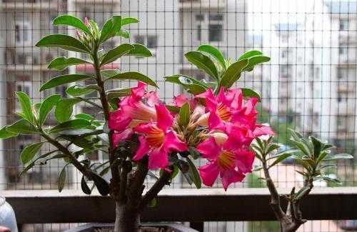  『栀子花』这4种花最喜欢沐浴阳光，不担心晒伤，反而开花爆盆