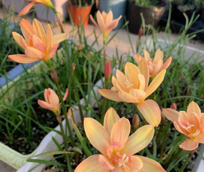  『光照』养花就养这花，好看又好养，花期还特长，一开就是一大盆！