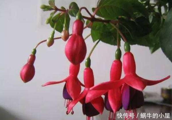  「富贵」3种“富贵花”，增添福气又养眼，尤其第三种，“富贵”上门来！