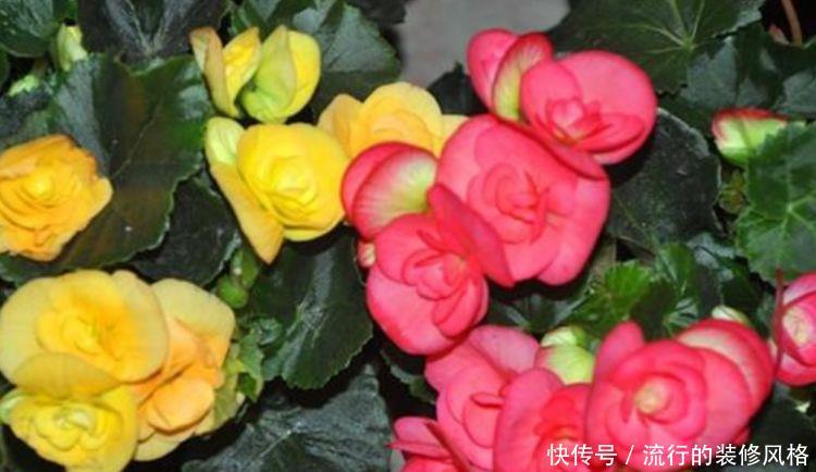 「养花」喜欢家中养花,就选几种,开花美寓意吉祥,花色娇艳花期长的花