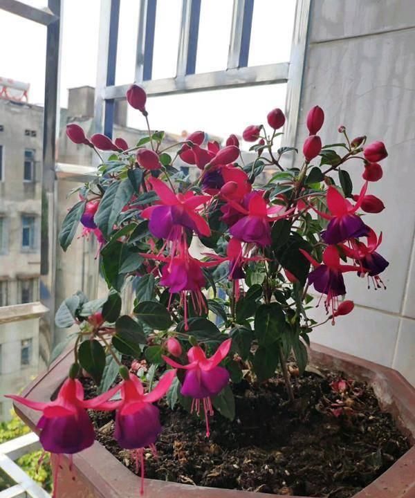  『家里』此款盆栽植物，花似红灯笼，漂亮又喜庆，家里养一盆，赏花一整年