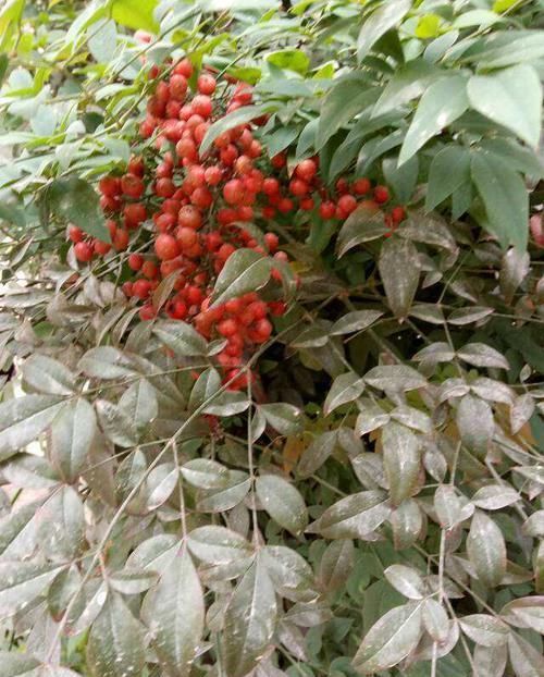  【要你命】这花长得好，分泌出的汁液可以要你命，在家不要养