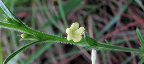 种种：乡下一种种野草，曾经不被重视，现在成了稀罕物，价值高