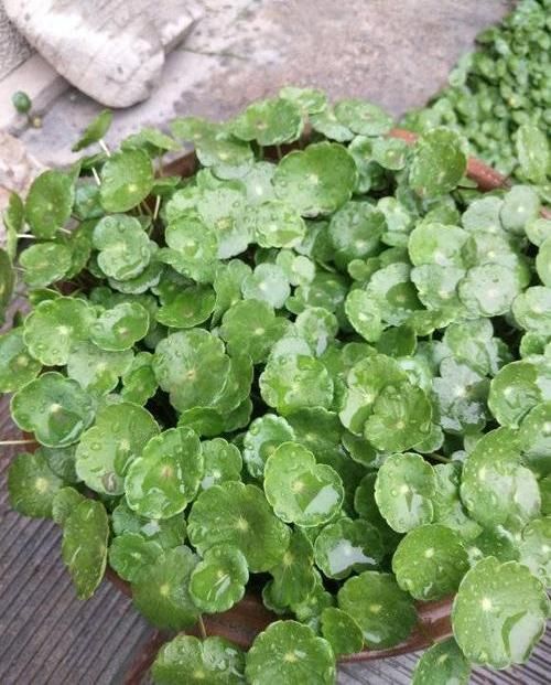  适合：夏季适合养铜钱草，放在客厅，天然加湿器，太阳一晒就爆盆
