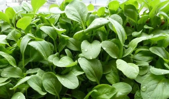  「营养」六种在家就可以种的菜，阳台种几盆，漂亮好吃有营养！
