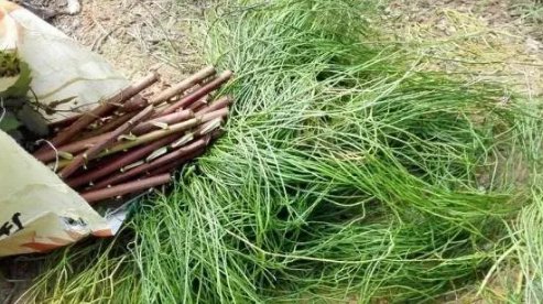  [人称]曾被农民当柴烧，但对风湿有奇效，人称舒筋草，15一斤成