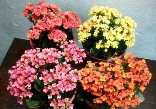  #长寿花#3种花，有个阳台就能养，盆越小开花越多，轻松开成花园