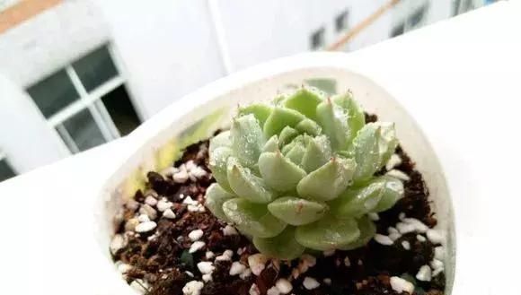 『难养』多肉植物“夏天”太难养?把握“3点技巧”,丢窗台就很美