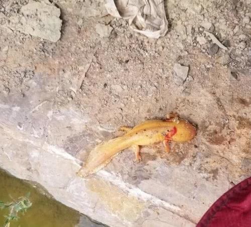  垂钓|娃娃鱼？江苏男子大河垂钓，钓起“金色四脚鱼”，网友：小恐龙