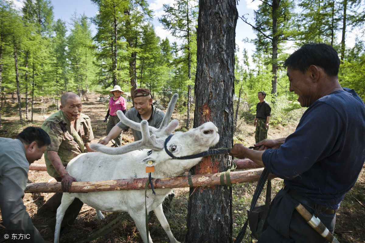 中国正在逐渐走向消失的民族，也许未来就只剩54个少数民族了