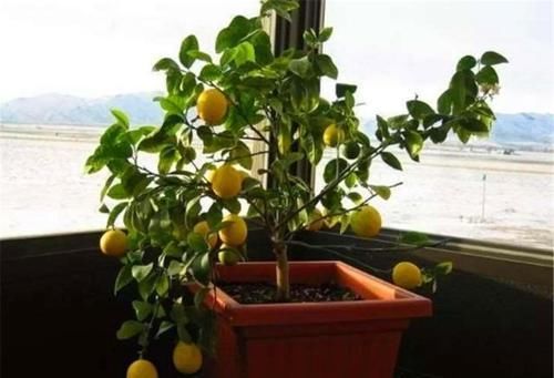  「适合」这“3种盆景”，个个叶片比花美，还能消毒、去异味，适合摆卧室