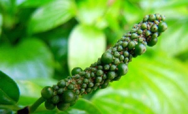  良药@农村里常见的杂草，是牙疼的必备良药