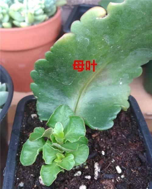  「蟹爪兰」养花也能很省钱，5种花揪叶子，插土里1盆生10盆！