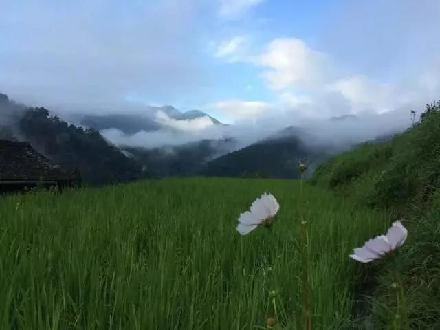  老桥@52岁的他为健康养老，跑大山里盖木屋，过上让人艳羡的生活