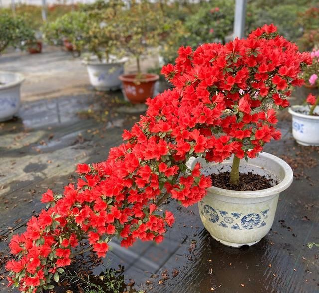  「黄叶」黄叶掉花苞的杜鹃花怎么恢复原样？按照3点做不会错，通风是关键