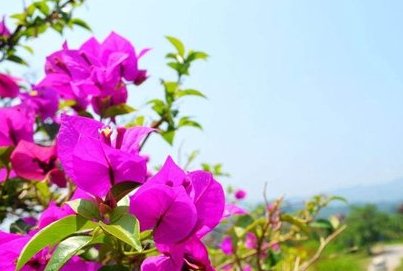 「养护」三角梅开花前怎么养护你知道吗?做好这几点,花开一茬接一茬