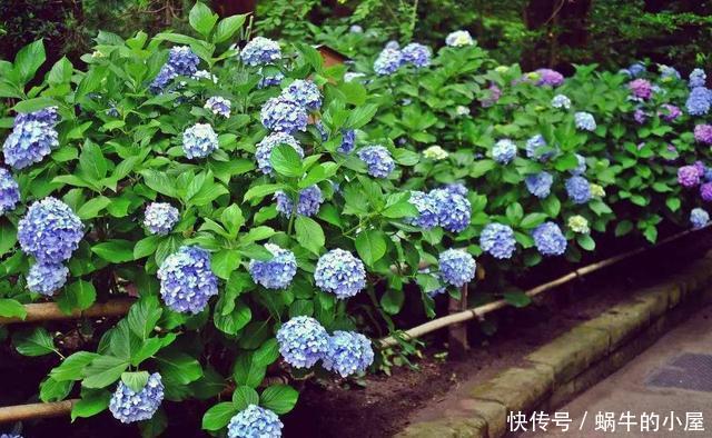 恋恋不舍■6种开花爆盆的小花,养在院里是花海,仿佛置身仙境让人恋恋不舍