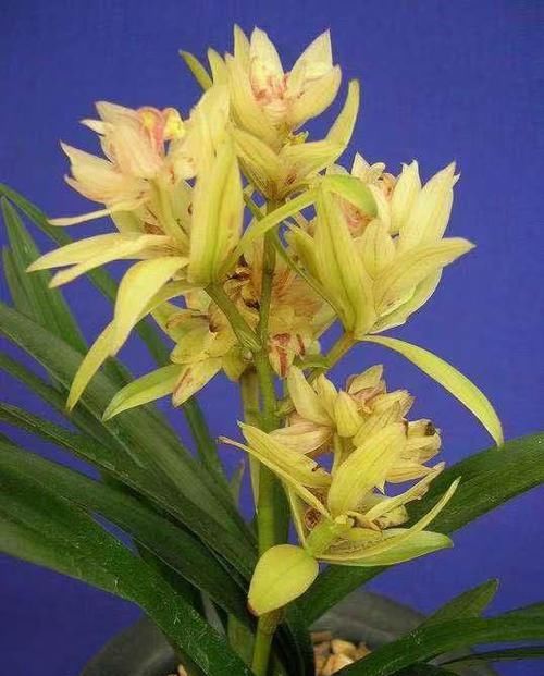 香浓:此兰最具震撼力,花色惊艳无比,花大香浓,一开一个月,值得拥有