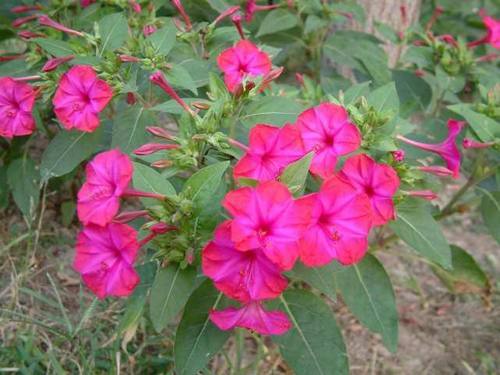 一种植物，以前家家户户都种植，酷似“人参”，如今一斤20元