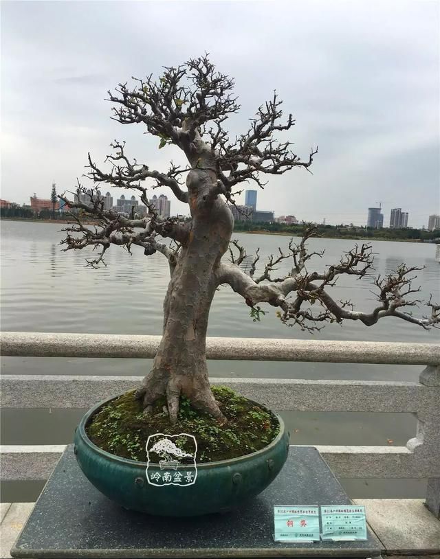广州园艺博览会岭南盆景作品回顾