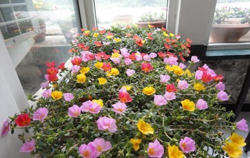  枝条|1种花,掐根枝条丢土里,7天生根长新芽,一年开花300天