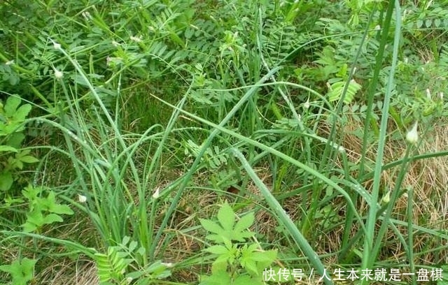 「春天」野生的“小根蒜”价值在根茎,怎么吃都下饭,春天正好冒新芽
