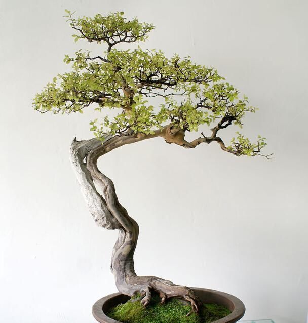 「金雀花」枝条“小心”棱角“小小”，金雀盆景的独特，只有爱花人才懂！