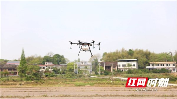  烘干：郴州苏仙区：种粮户抱团提效促发展