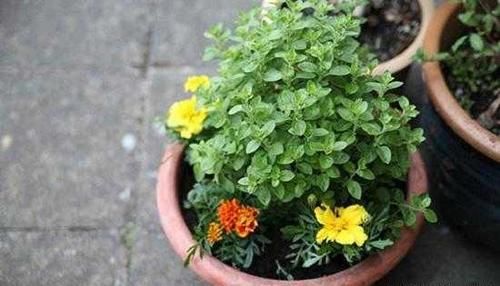 『常见的调味』这6种香草植物，阳台盆栽上几盆，清新又养眼，还能当调料！