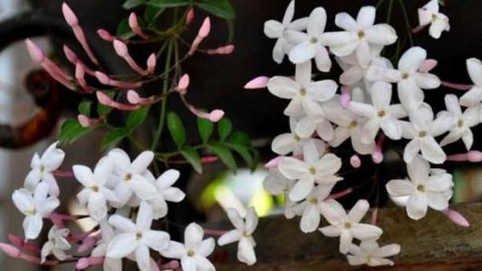  『热越』适合夏天养的几朵花，在家养一朵，花香飘满屋，越热越容易疯长