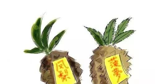  「傻傻」菠萝 VS 凤梨，傻傻分不清楚