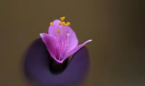 『花语』紫罗花开香淡淡,不与它花比妖艳,一任花开又自凋,端庄朴素送人间。